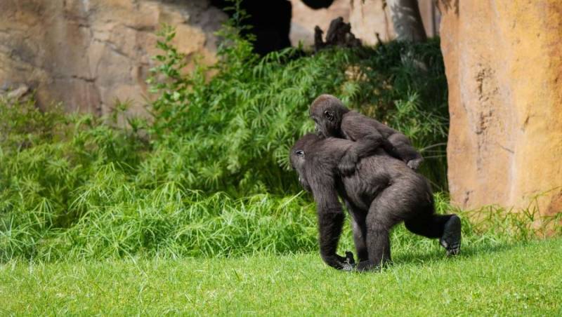 Los gorilas en Bioparc. EPDA