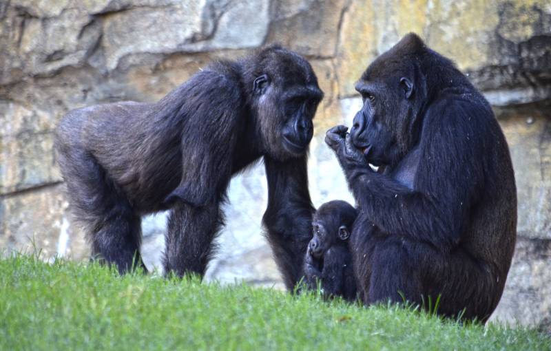 Gorilas - Fossey Ebo y Pepe - BIOPARC octubre 2018