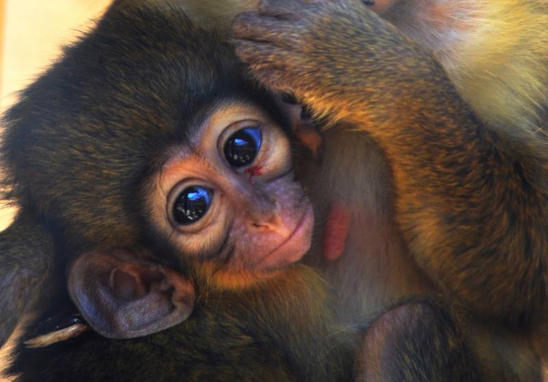 Nacimiento del primate en Bioparc València.