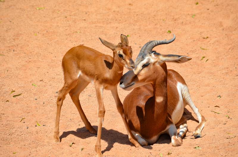 Gacelas Mhorr - madre y cría - verano 2019 BIOPARC Valencia