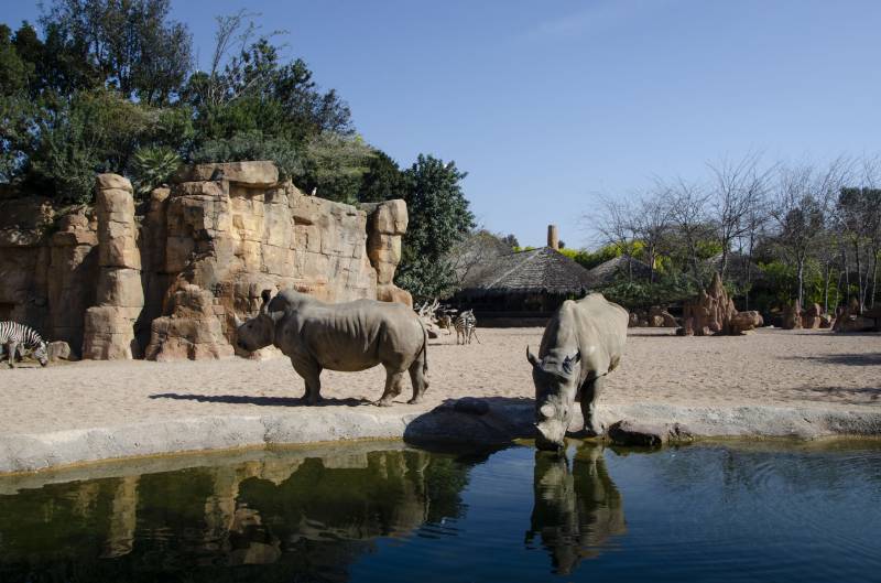 Animales en la Sabana africana de BIOPARC. EPDA