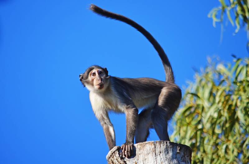 Nueva hembra de Mangabey - BIOPARC Valencia 2019