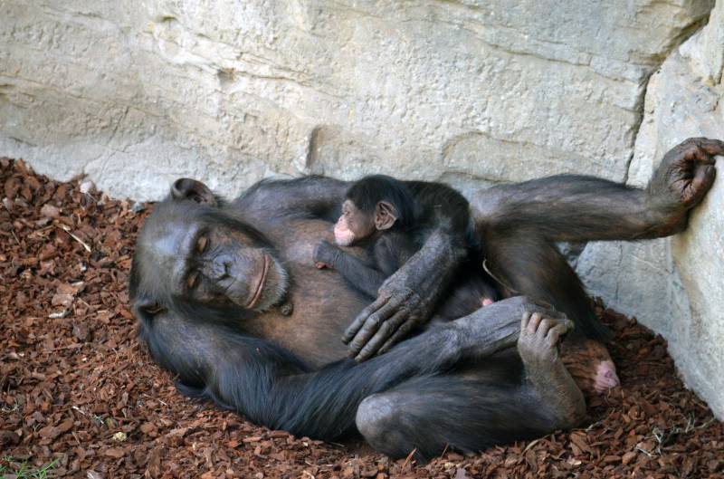 Madre y cría chimpancé recién nacida BIOPARC Valencia
