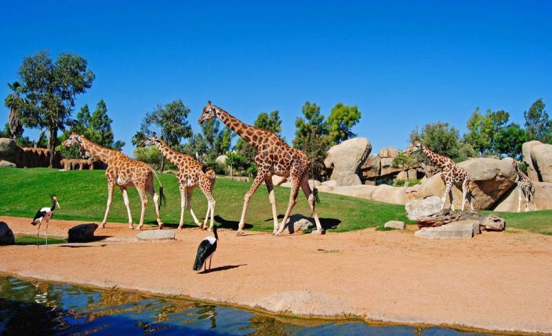 Imagen de archivo Bioparc València./ EPDA