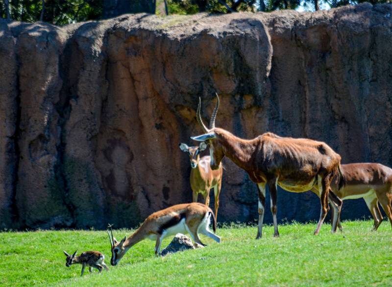 Cría de gacela thomson recién nacida en BIOPARC Valencia