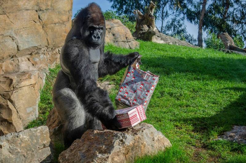Gorila abriendo regalos.EPDA