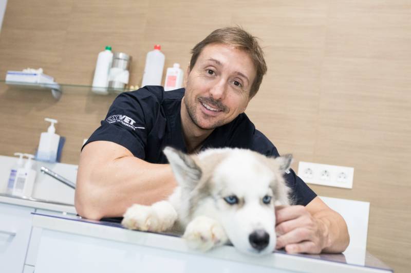 Jorge Llinás, veterinario y especialista en cirugía maxilofacial y odontología veterinaria, posa con una de los perros intervenidos de la raza husky