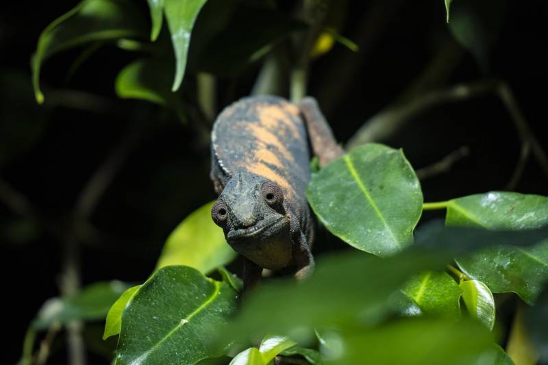 El camaleón pantera en el nuevo terrario del Bioparc. EPDA