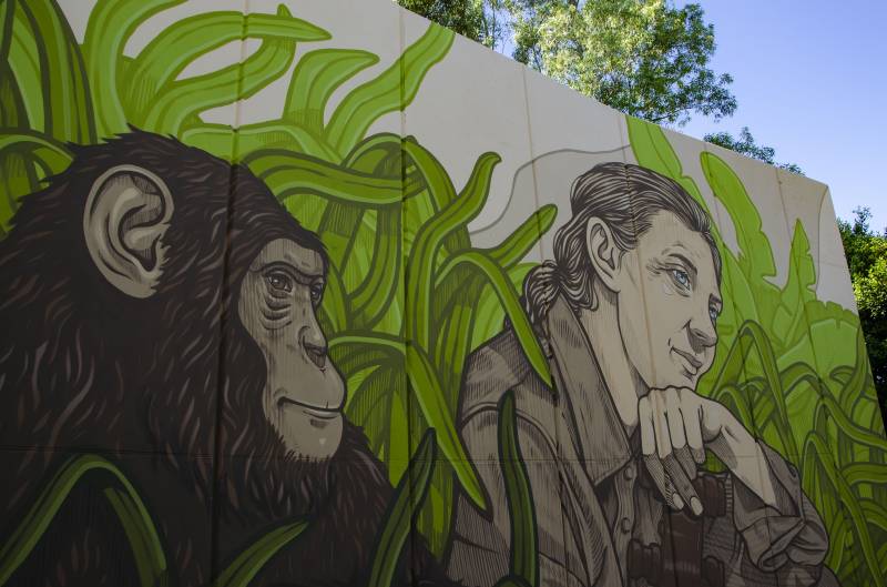 Mural Jane Goodall./ EPDA