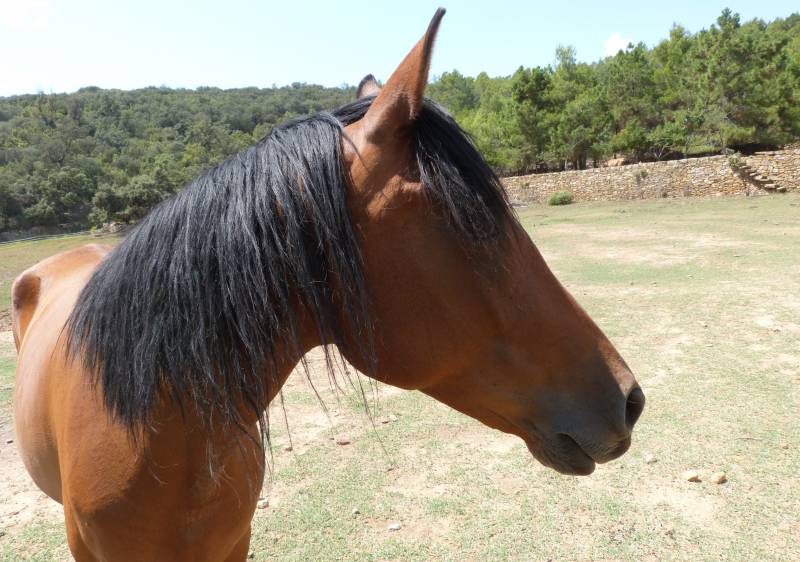 Pandereta, uno de los caballos que reside en el refugio de Arcadia