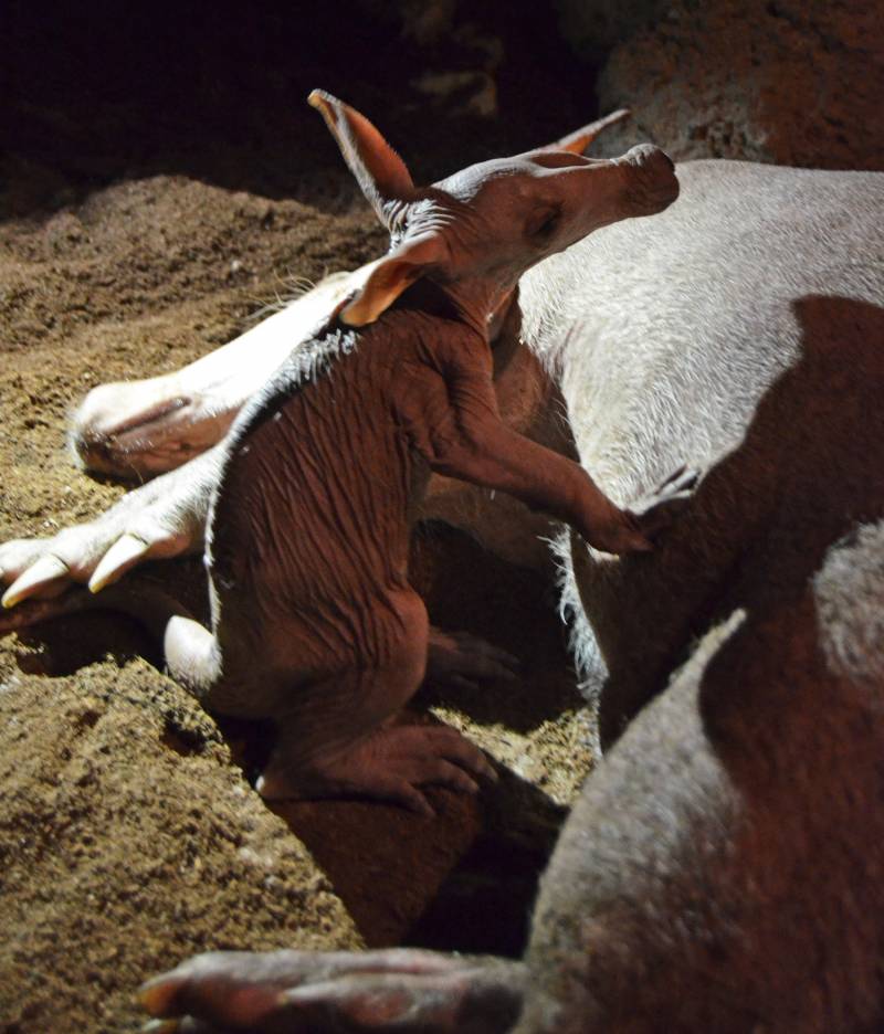 Primavera 2019 - Nace una nueva cría de oricteropo en BIOPARC Valencia 