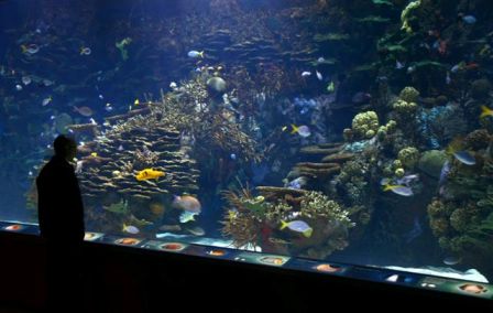 Durante estos diez años, el Oceanogràfic ha conseguido situarse entre los principales complejos marinos del mundo. FOTO: EPDA. 