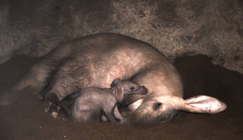 Bebé de cerdo hormiguero recién nacido - BIOPARC enero 2018 