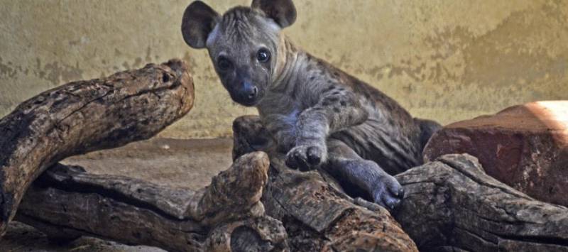 Cachorro de hiena con 14 semanas de vida