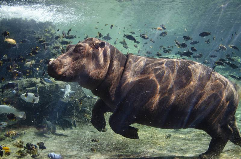 Hipopótamo en BIOPARC. EPDA