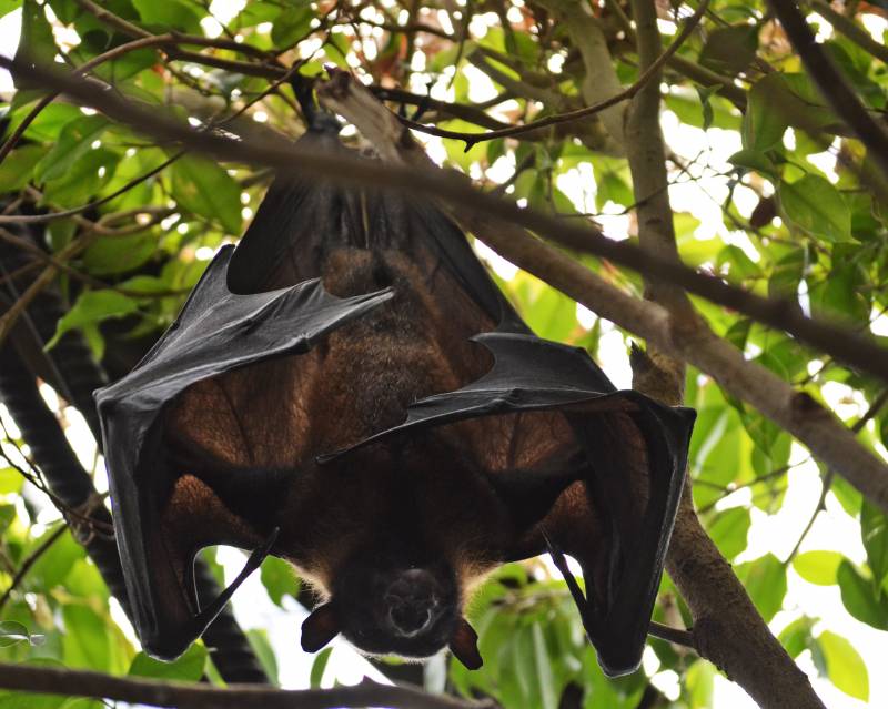 Murciélago zorro volador de la India.
