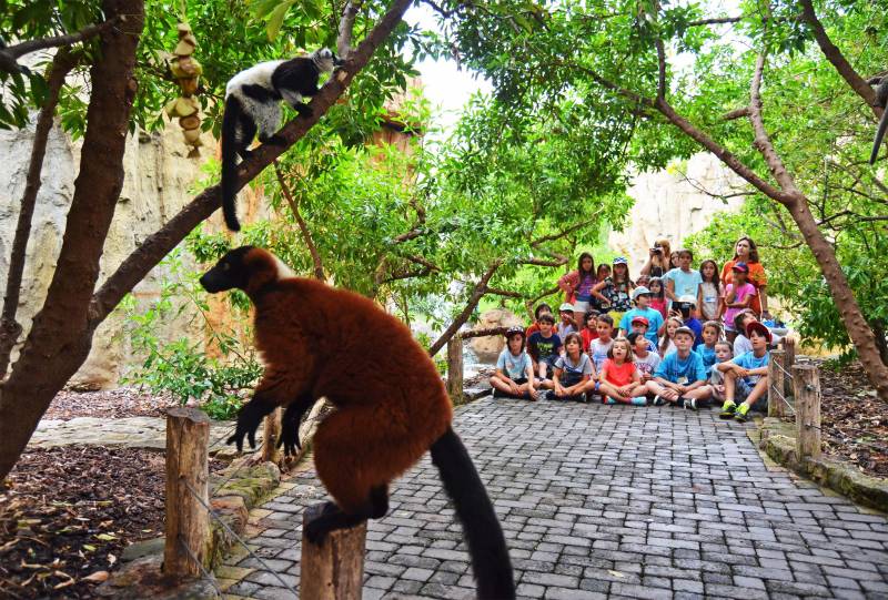 Expedicion Africa Verano - escuela de vacaciones de BIOPARC Valencia - lemures en Madagascar