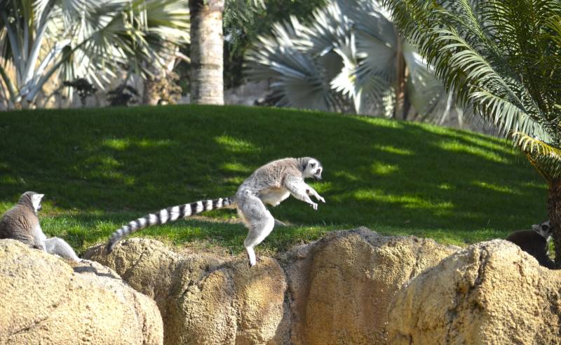 Lémur saltando - BIOPARC Valencia - febrero 2018