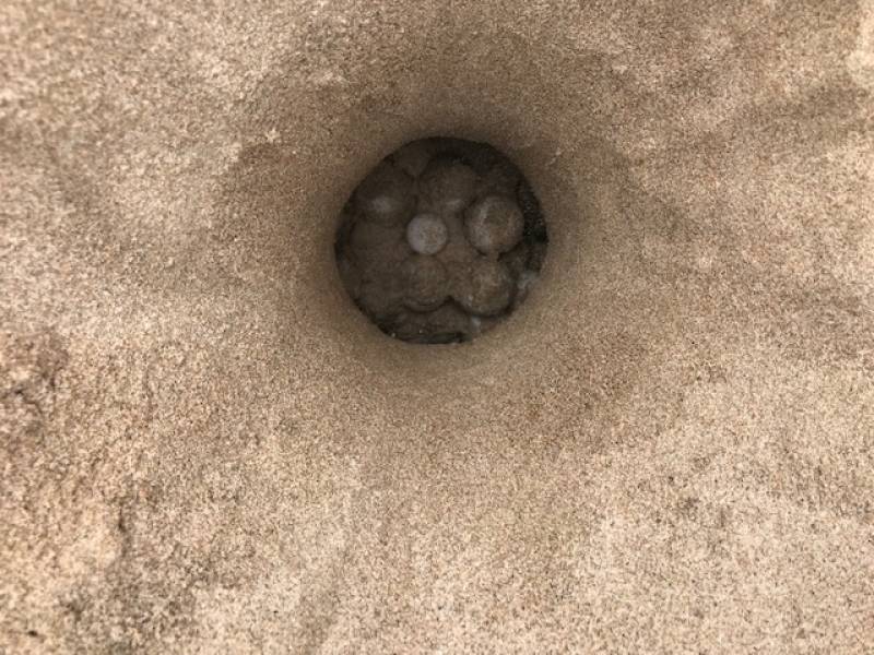 Puesta de huevos en la playa de Castelló el 14 de julio