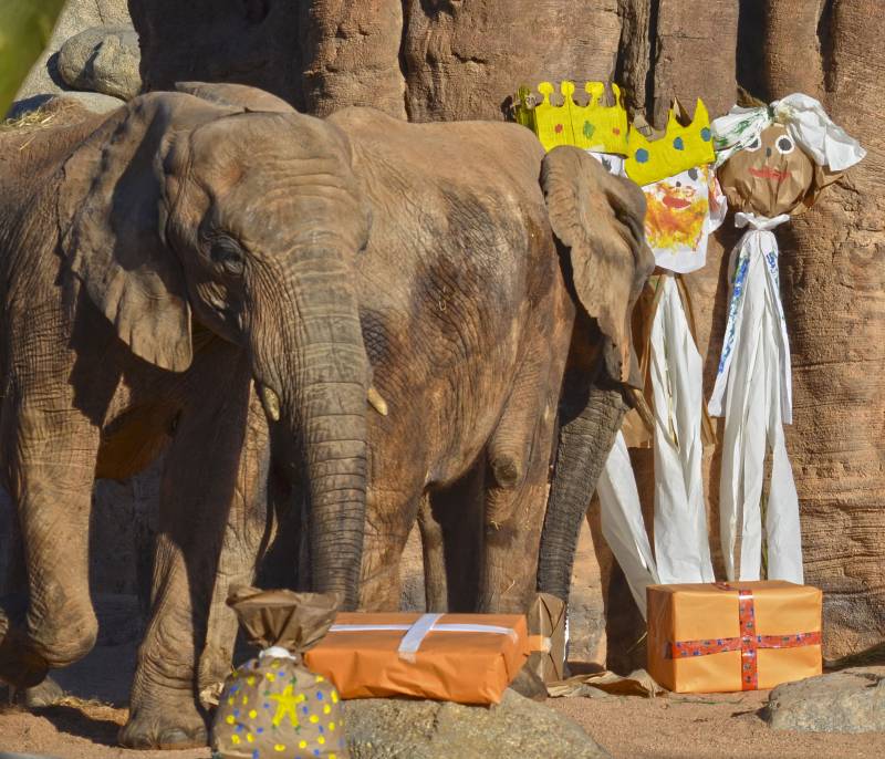 Los animales de BIOPARC Valencia reciben los regalos de Reyes Magos - elefantes - detalle 