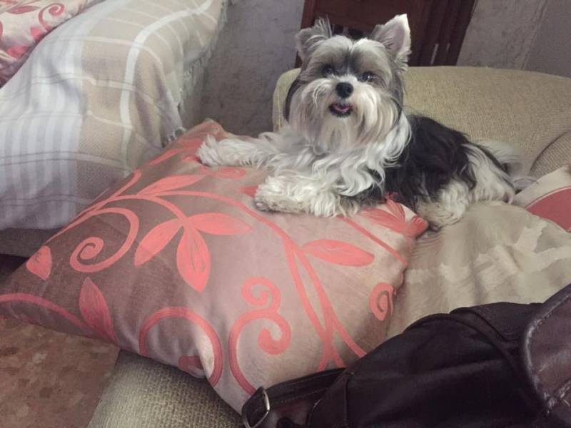 Nuestras mascotas forman parte de nuestro hogar
