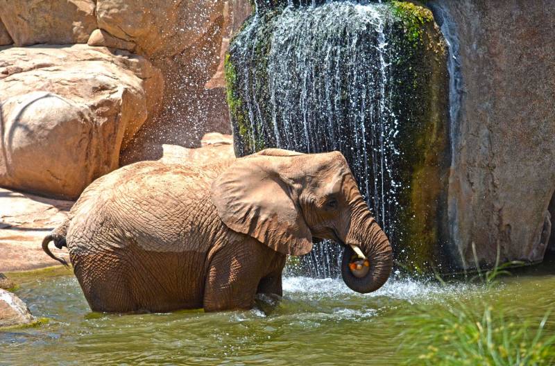 BIOPARC Valencia - helados 2018 - Elefante en el lago