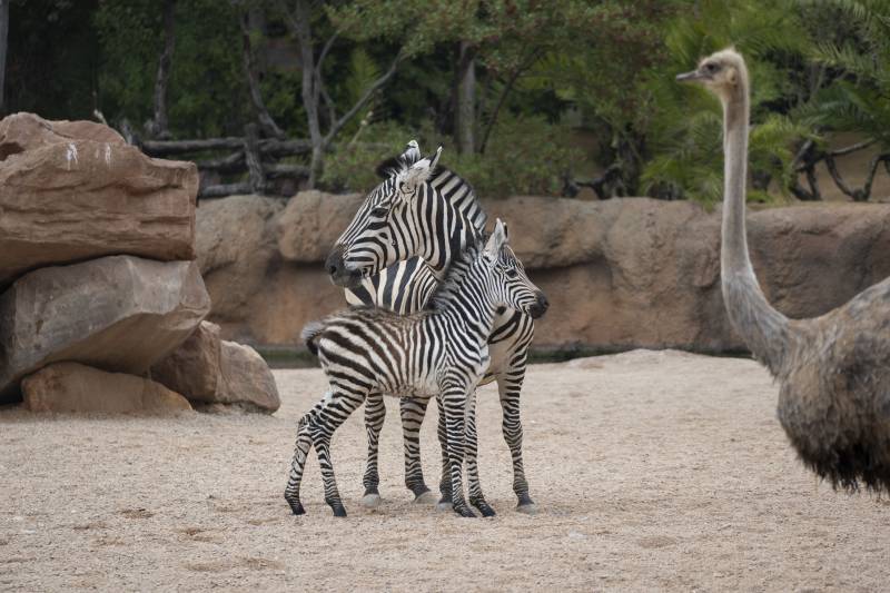 Cebras del Bioparc. EPDA.