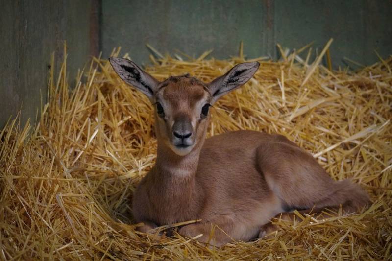 Gacela Mhorr recién nacida en BIOPARC Valencia - diciembre 2019