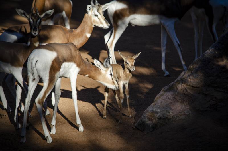 Diciembre 2019 - BIOPARC Valencia - Cría de gacela Mhorr en la sabana