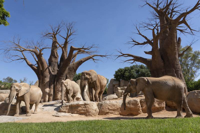 BIOPARC Valencia