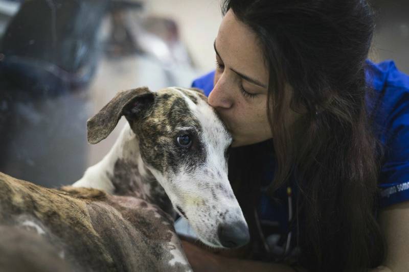 Amar, galgo maltratado