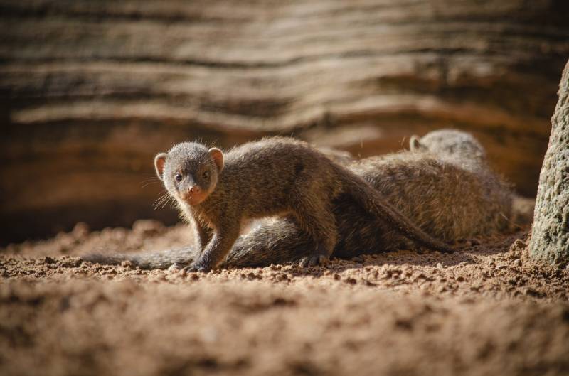 Septiembre 2019 - Nuevas crías de mangosta rayada en BIOPARC Valencia