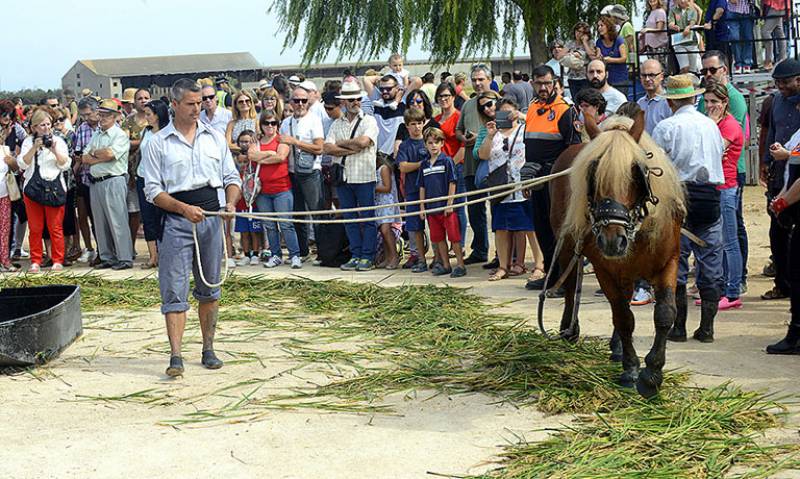 Fiesta de la Siega