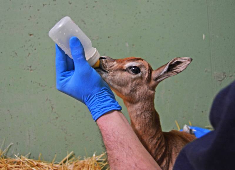 Los cuidadores de BIOPARC Valencia alimentan con biberón a la cría de gacela Mhorr recién nacida