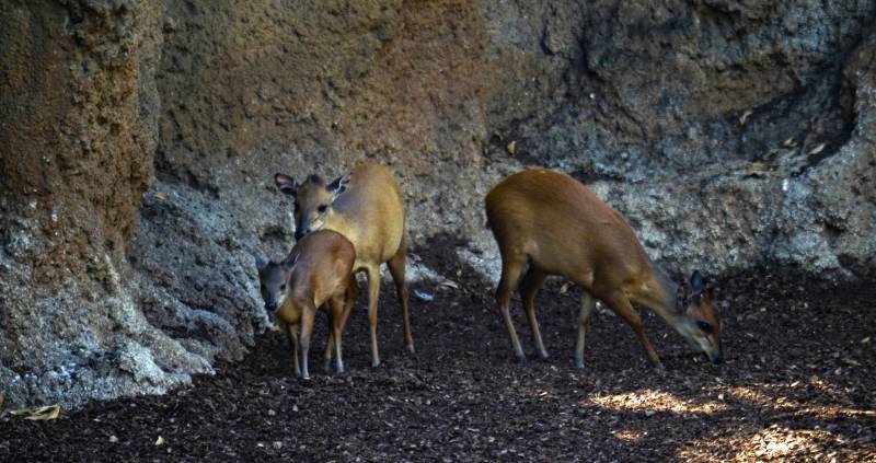 Duiker rojo - nace la segunda cría en BIOPARC Valencia