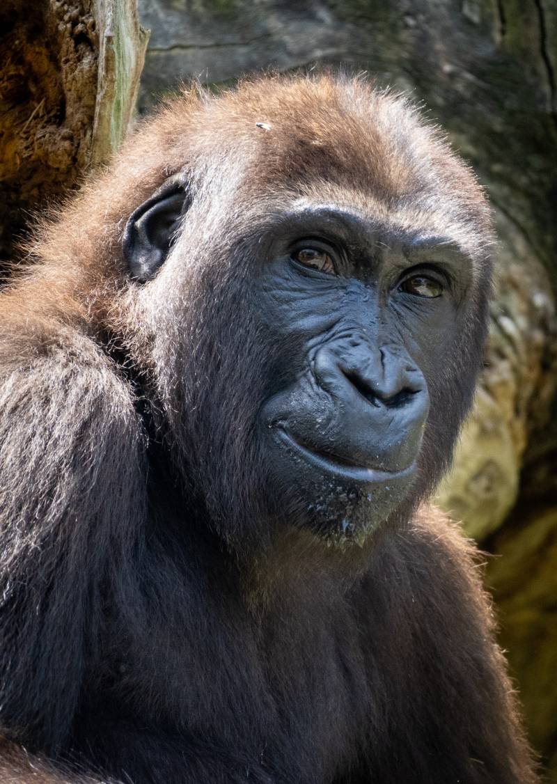 La gorila Virunga del Bioparc cumple 5 años. EPDA