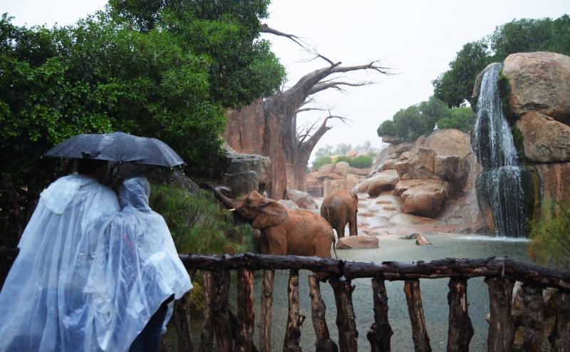 Un día de lluvia - visitantes observando a los elefantes - BIOPARC 2018