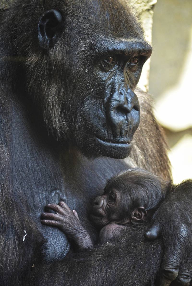 La gorila Ali y su bebe - primera semana- BIOPARC Valencia 2019 