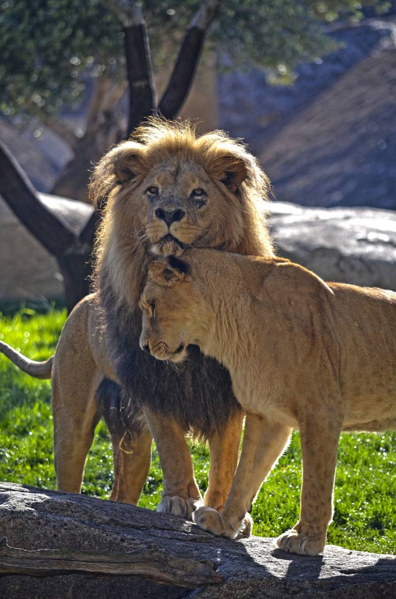 Leones en BIOPARC Valencia