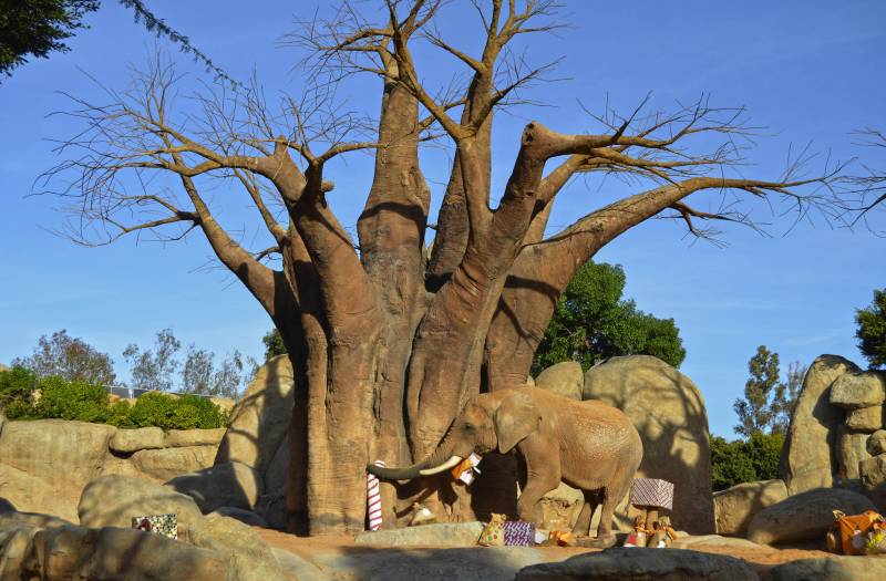 El elefante Kibo - Papá Noel entrega los regalos a los animales de BIOPARC Valencia - 24 diciembre 2018 El elefante Kibo - Papá Noel entrega los regalos a los animales de BIOPARC Valencia - 24 diciembre 2018