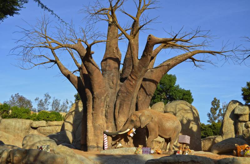 El elefante Kibo - Papá Noel entrega los regalos a los animales de BIOPARC Valencia - 24 diciembre 2018 