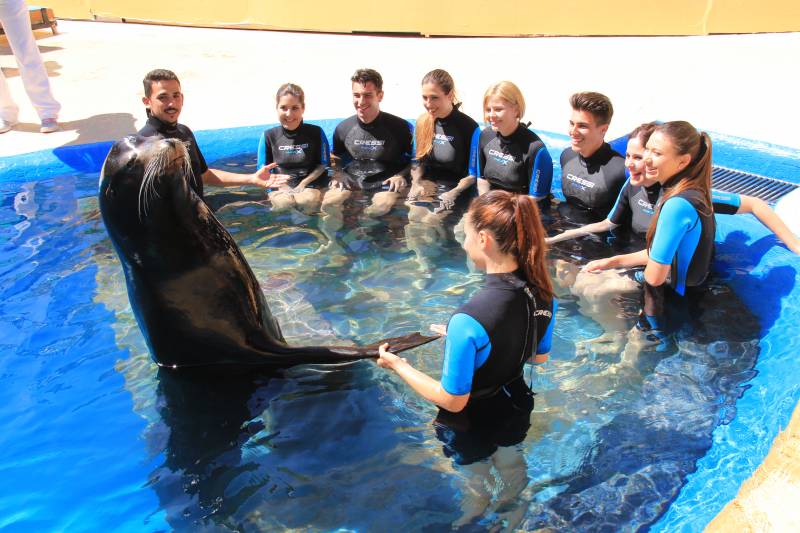 Nadar con leones marinos