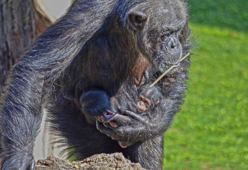 Mellizos chimpancés - La hembra Malin y sus dos bebés - BIOPARC Valencia Mellizos chimpancés - La hembra Malin y sus dos bebés - BIOPARC Valencia
