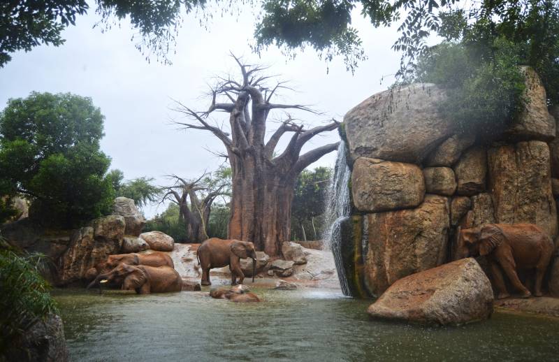 Un día de lluvia - elefantes jugando en el lago - BIOPARC Valencia 2018