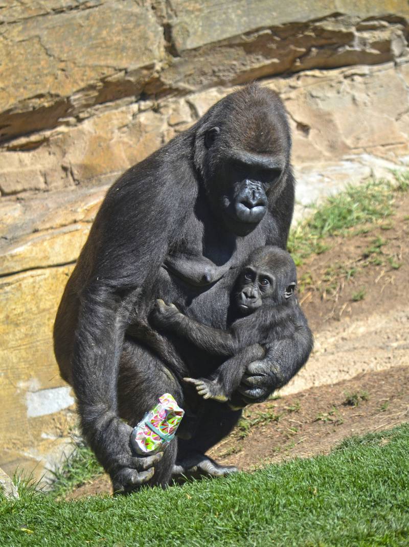 El bebé gorila Pepe celebra su primer cumpleaños en BIOPARC Valencia - Fossey y Pepe 8 marzo 2019