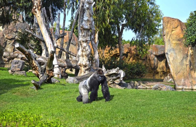 El gorila Thomas en el bosque ecuatorial de BIOPARC Valencia