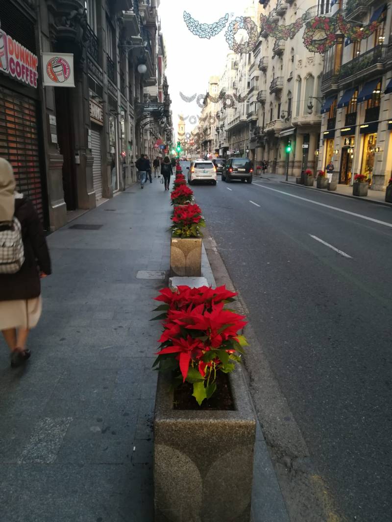 Flors de Nadal València