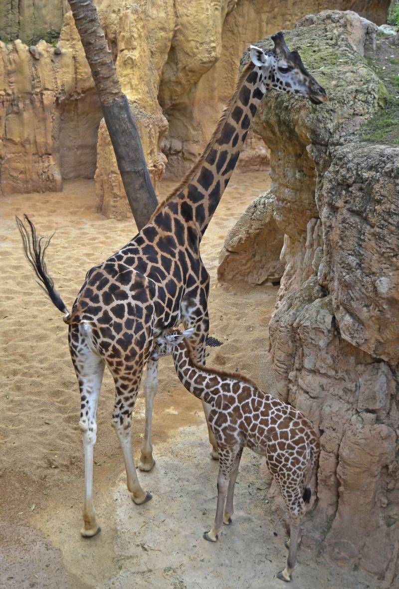 Jirafas de Rothschild - madre y cría - BIOPARC Valencia