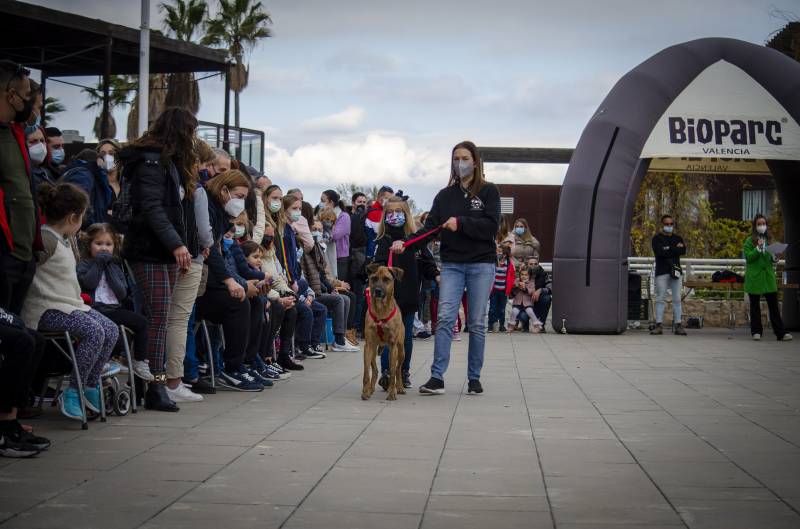19 Desfile de perros abandonados AUPA. Fundación Bioparc