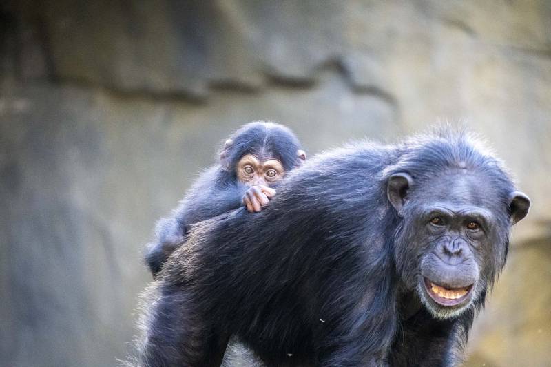 Cala, la cría de chimpancé cumple 3 meses. /EPDA